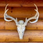 推荐几个免费看4K动漫的网站,畅享高清视听盛宴 p2e8jhlhr