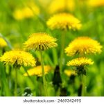 搜磁器下载:轻松获取最新资源,畅享无限精彩内容 t55z15ftr