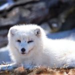 日本动漫网站外网:探索全球最受欢迎的日本动漫资源与平台 tobxist8y2